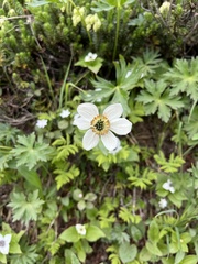 Anemonastrum sibiricum