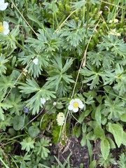 Anemonastrum sibiricum