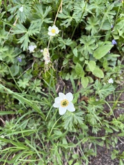 Anemonastrum sibiricum
