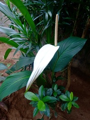 Spathiphyllum wallisii