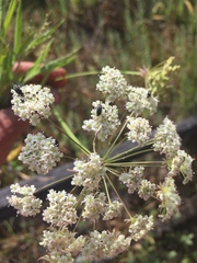 Perideridia kelloggii