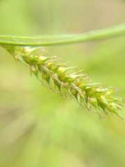 Carex laevigata