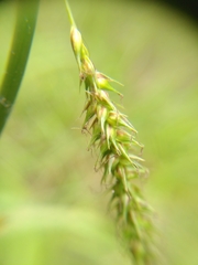 Carex laevigata