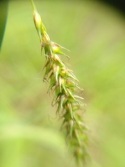Carex laevigata