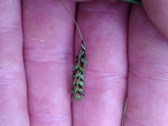 Carex binervis