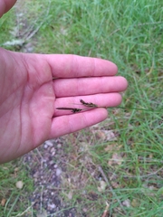 Carex binervis