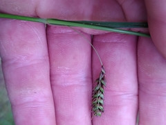 Carex binervis