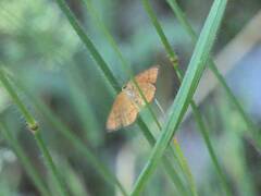 Idaea flaveolaria