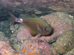 Pempheris rhomboidea