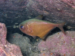 Pempheris rhomboidea