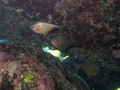 Pempheris rhomboidea