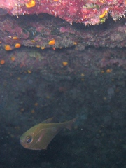Pempheris rhomboidea