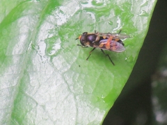 Didea intermedia