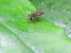 Didea intermedia