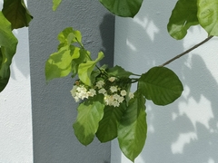 Vallaris glabra