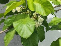 Vallaris glabra