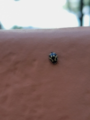 Propylea quatuordecimpunctata