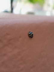 Propylea quatuordecimpunctata