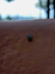 Propylea quatuordecimpunctata