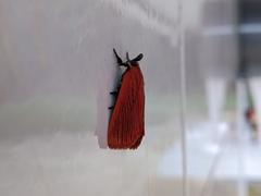 Arctioblepsis rubida