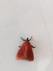 Arctioblepsis rubida