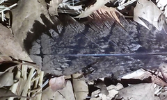 Phalaenoptilus nuttallii