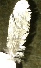 Phalaenoptilus nuttallii