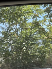 Ailanthus altissima
