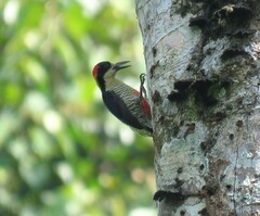 Melanerpes pulcher