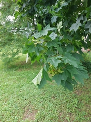 Acer platanoides
