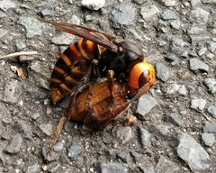Vespa mandarinia japonica