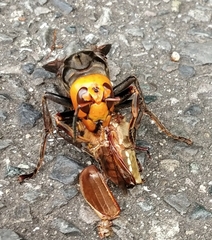 Vespa mandarinia japonica