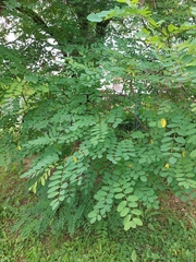 Robinia pseudoacacia