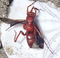 Tachypompilus unicolor