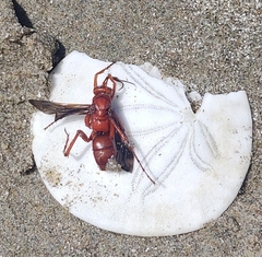 Tachypompilus unicolor