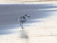 Charadrius dealbatus