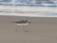 Charadrius dealbatus