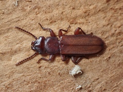 Platisus angusticollis