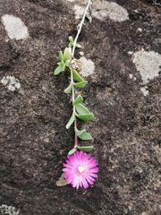 Delosperma katbergense