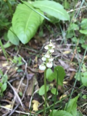 Pyrola minor