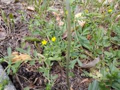 Potentilla supina