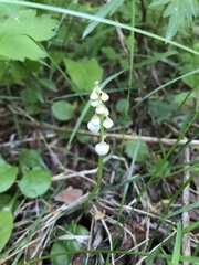 Pyrola minor