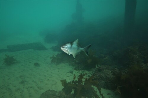 Maomao (Scorpis aequipinnis) — Kyphosidae