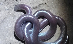 Rena humilis humilis