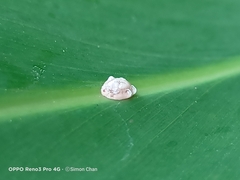 Ceroplastes sinensis