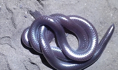 Rena humilis humilis