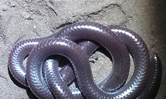 Rena humilis humilis