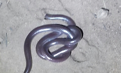 Rena humilis humilis