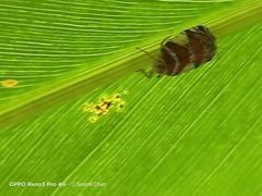 Lophopinae
