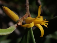 Persoonia sericea